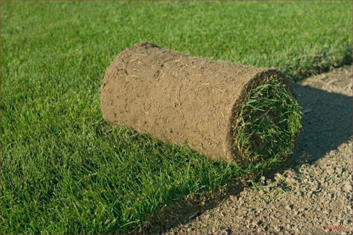 (газон, рулонный) Газон рулонный: все, что нужно знать