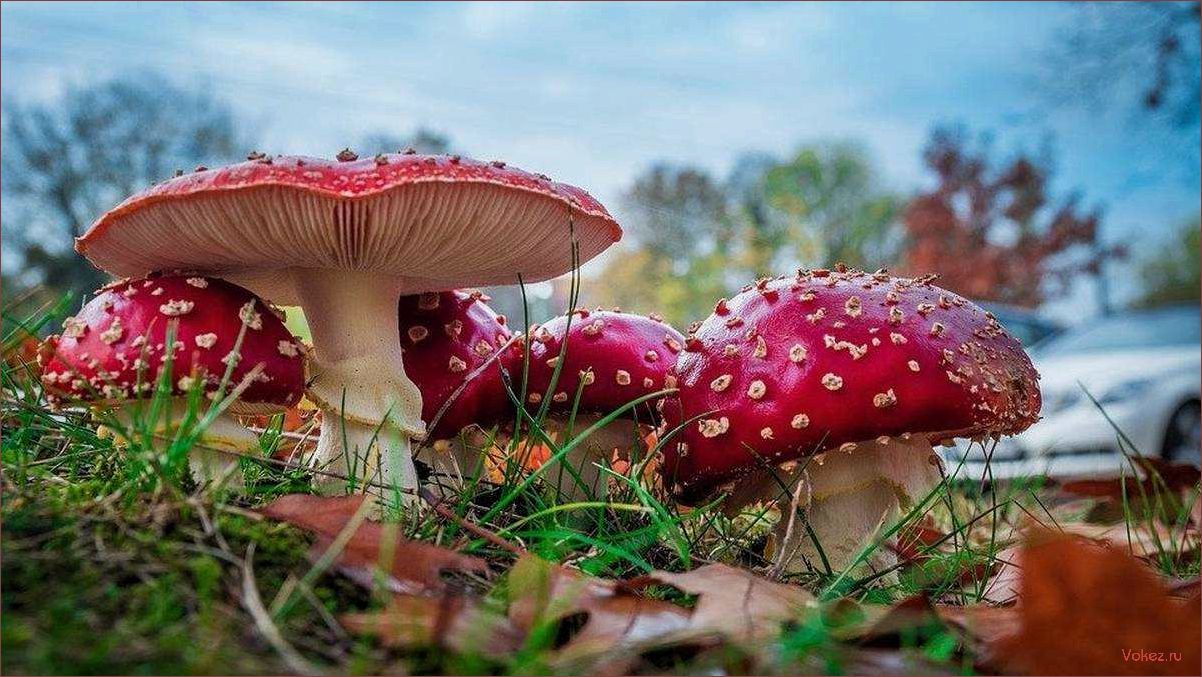 (мухомор, красный, описание, свойства, применение) Мухомор красный: описание, свойства и применение