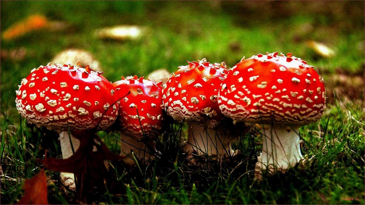 (мухомор, красный, описание, свойства, применение) Мухомор красный: описание, свойства и применение