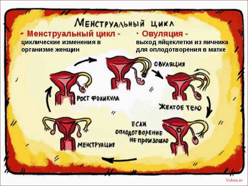 (красных, дней, календаря, использовать) Для красных дней календаря — стоит ли использовать менструальные губки и трусы для комфортной гигиены?